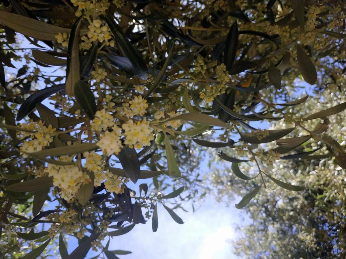 Vacanza In Ogliastra Tertenìa 外观 照片