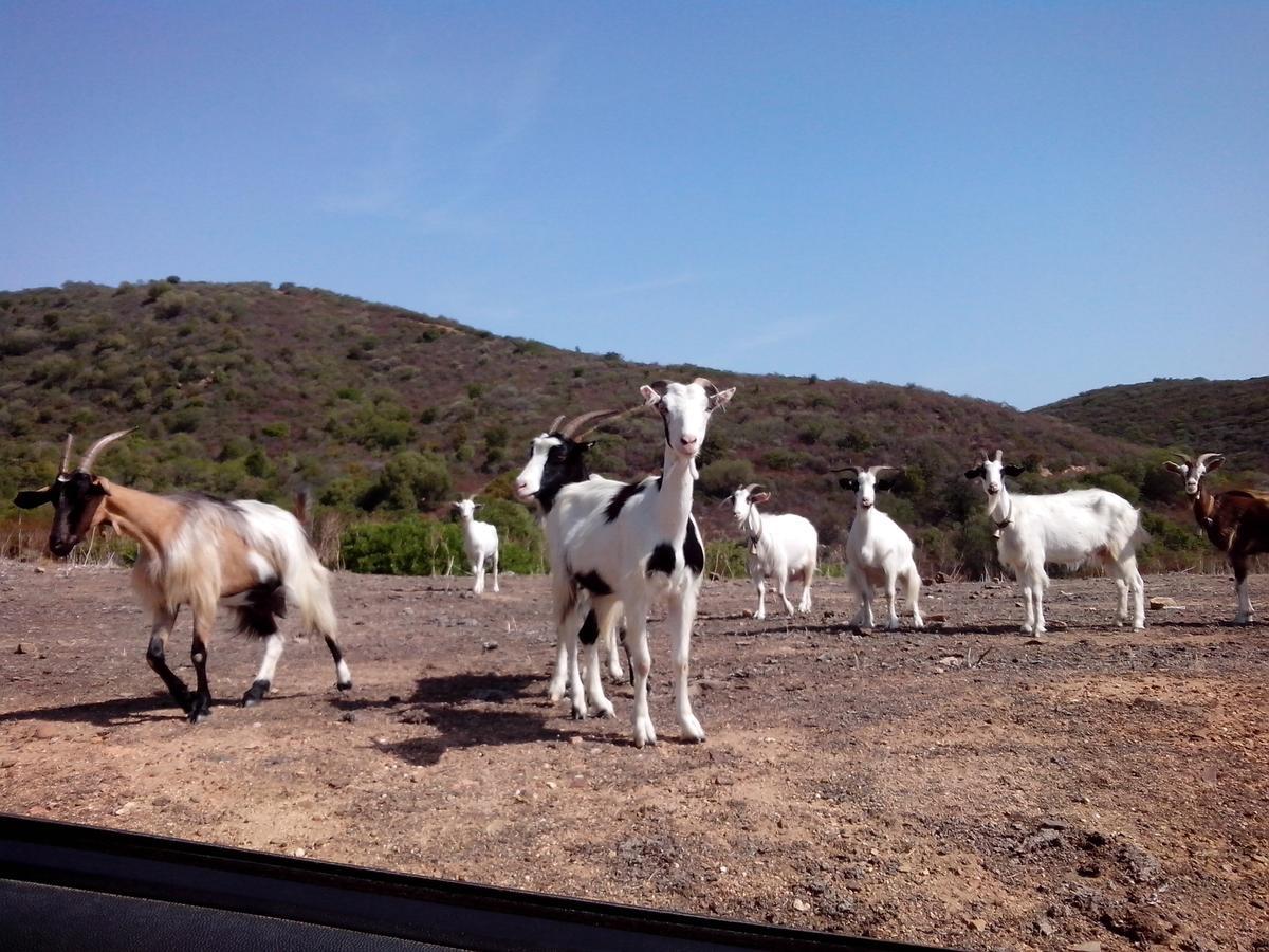 Vacanza In Ogliastra Tertenìa 外观 照片